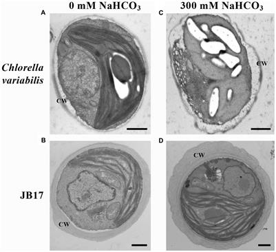 Cellulose and JbKOBITO 1 mediate the resistance of NaHCO3-tolerant chlorella to saline-alkali stress